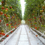 Growing Crops under LED lighting